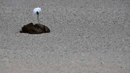 Resilience Required: “CRAP” Is Necessary to Blossom as the Successful Majority Owner of a Private Company